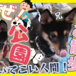 かわいい柴犬子犬のお散歩デビュー Shiba Inu puppy