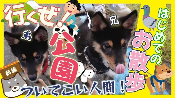 かわいい柴犬子犬のお散歩デビュー Shiba Inu puppy