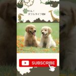 【cute dog】Golden Retriever dog #可愛い犬 #犬好き #犬の癒し #dog #犬 #癒し #cute #shortvideo #shorts #short