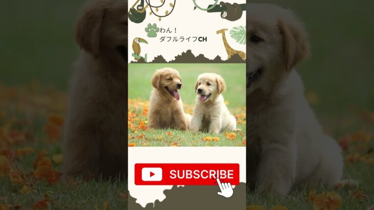 【cute dog】Golden Retriever dog #可愛い犬 #犬好き #犬の癒し #dog #犬 #癒し #cute #shortvideo #shorts #short