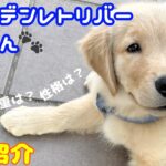 世界一かわいいゴールデンレトリバーの子犬紹介#dog ＃ゴールデンレトリバー #子犬