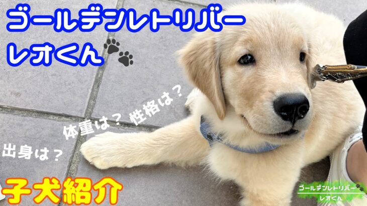 世界一かわいいゴールデンレトリバーの子犬紹介#dog ＃ゴールデンレトリバー #子犬