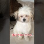 寝癖がかわいすぎる子犬のハリー☺️#子犬 #チワマル #dogsofyoutube #puppy #犬おもしろ動画 #doglovers #子犬のいる生活