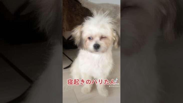 寝癖がかわいすぎる子犬のハリー☺️#子犬 #チワマル #dogsofyoutube #puppy #犬おもしろ動画 #doglovers #子犬のいる生活