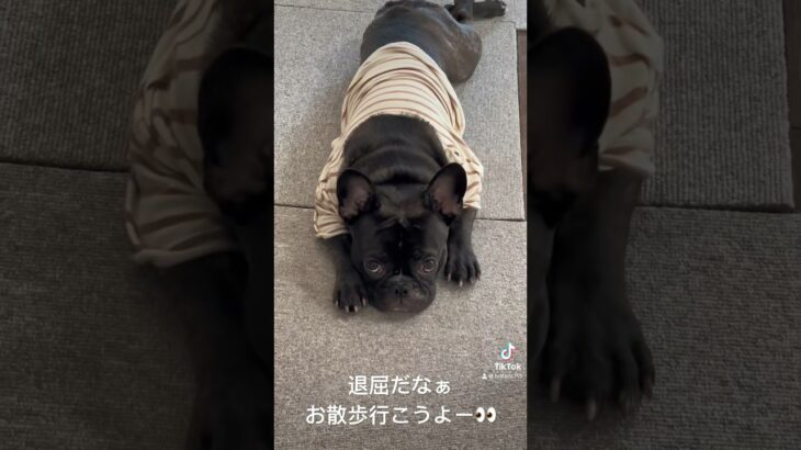 散歩をアピールするほたる。 #フレンチブルドッグ #フレブル #可愛い犬の動画 #frenchbulldog #癒しの犬の動画 #可愛い犬 #癒しのペット