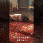 最高のお昼寝をするほたる。 #フレンチブルドッグ #フレブル #可愛い犬の動画 #frenchbulldog #癒しの犬の動画 #癒しのペット #可愛い犬 #犬のいる暮らし