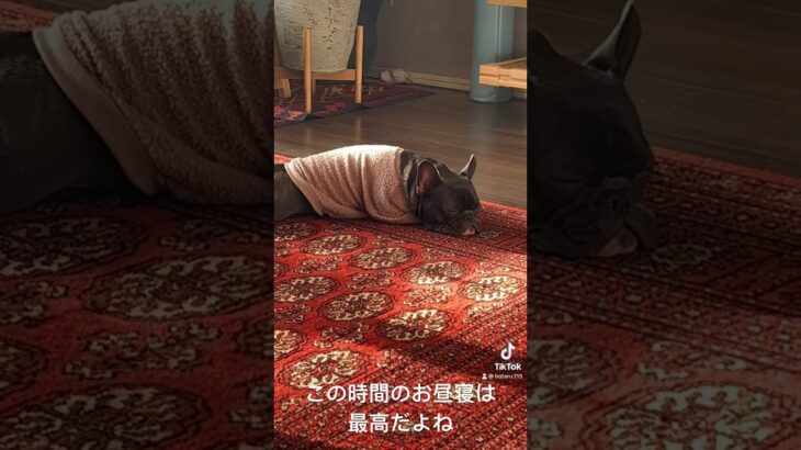 最高のお昼寝をするほたる。 #フレンチブルドッグ #フレブル #可愛い犬の動画 #frenchbulldog #癒しの犬の動画 #癒しのペット #可愛い犬 #犬のいる暮らし