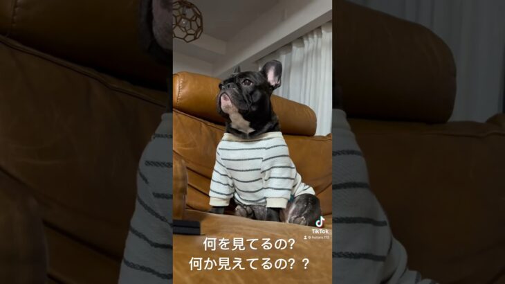 何かが見えるほたる。 #フレンチブルドッグ #フレブル #可愛い犬の動画 #frenchbulldog #癒しの犬の動画 #癒しのペット #愛犬 #可愛い犬