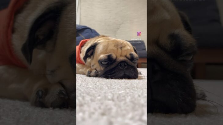 眠気と戦うパグ様🦭 #pug #おもしろペット #癒しわんこ #かわいい #犬 #mops