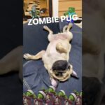 うちのゾンビ犬🧟‍♀️ #パグ #pug #おもしろペット #おもしろ動画 #ハロウィン #zombie