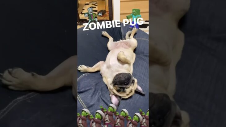 うちのゾンビ犬🧟‍♀️ #パグ #pug #おもしろペット #おもしろ動画 #ハロウィン #zombie