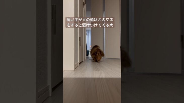 飼い主が犬の遠吠えのマネをすると駆けつけてくる犬【ダックスフンド】 #shorts #ミニチュアダックスフンド #ダックス #ダックスフンド #犬 #小型犬 #愛犬