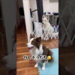 【可愛い】愛犬に子犬の鳴き声聞かせたら反応が可愛すぎた#shorts