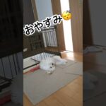 お昼寝するラム💤①#shorts#子犬#犬#赤ちゃん#睡眠#かわいい#マルプー