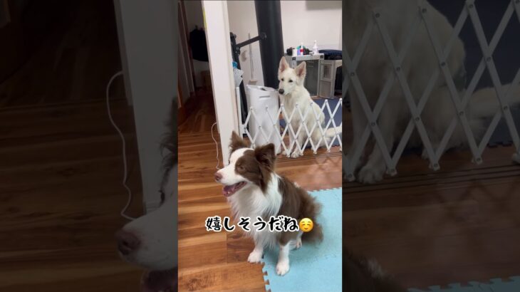 【可愛い】愛犬に子犬の鳴き声聞かせたら反応が可愛すぎた#shorts