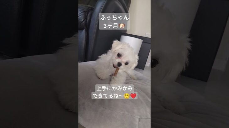 はじめての歯みがきガム🦴 #shorts #ふぅちゃん #子犬 #マルチーズ #かわいい #dog