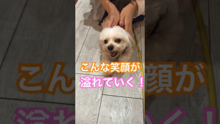 みんなの笑顔が溢れますように　#shorts #犬 #かわいい #マルプー #あずきちゃん #myfirststory #cute #dog