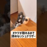 【可愛い犬】何としてもオヤツをゲットしたいミニチュアシュナウザー #shorts #犬 #いぬ #いぬのきもち #犬のいる暮らし #schnauzer #かわいい犬 #犬動画