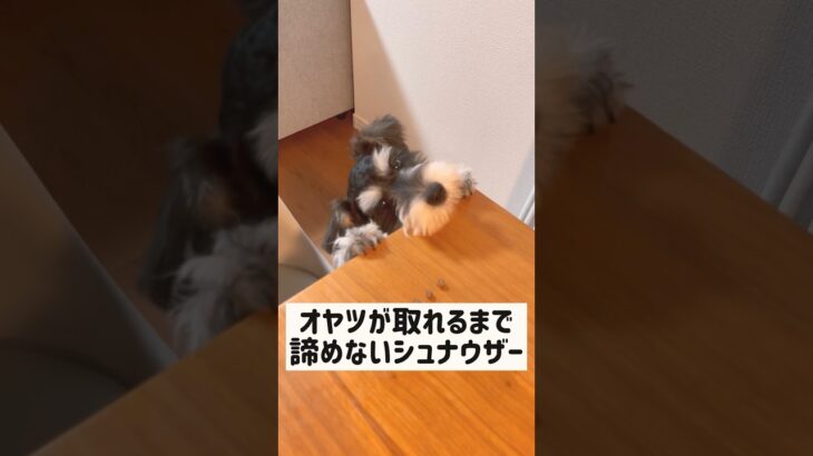 【可愛い犬】何としてもオヤツをゲットしたいミニチュアシュナウザー #shorts #犬 #いぬ #いぬのきもち #犬のいる暮らし #schnauzer #かわいい犬 #犬動画