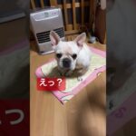 就寝前の睨めっこ #shrots #dog #犬のいる暮らし #癒し系 #睨めっこ