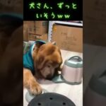 無限にえさを食べる犬