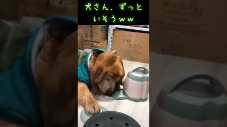 無限にえさを食べる犬