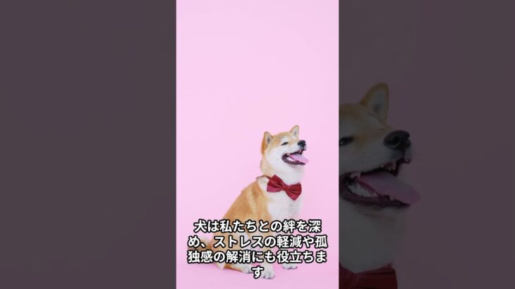 犬の癒し