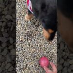 ダックスとチワワのボール遊び⚽️ #かわいい犬 #ブラックタン #ダックス #チワワ #保護犬 #犬 #犬のいる生活