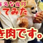 【癒し】あの有名な挨拶やってみた！ひき肉です！！笑　#犬　#癒し　#ポメラニアン