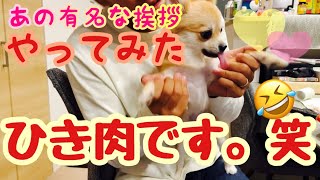 【癒し】あの有名な挨拶やってみた！ひき肉です！！笑　#犬　#癒し　#ポメラニアン