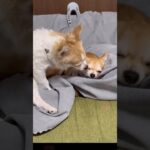 【娘より気になるもの】 #子犬 #かわいい #癒し