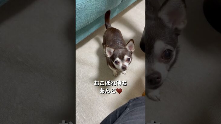 #癒し #かわいい #いぬ #愛犬 #いぬとの暮らし #ちわわ #かわいい犬 #癒し動画 #ありがとう #ペット #夕飯