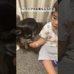 フィラリアのお薬もらうだけのビビり犬ビビの動画のはずが… #癒し #犬 #いぬすたぐらむ #チワワ #チワックス #多頭飼い # #赤ちゃんと犬 #犬と赤ちゃん