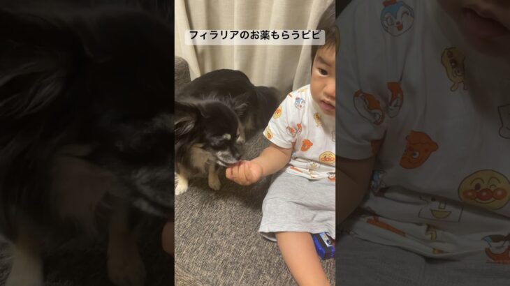 フィラリアのお薬もらうだけのビビり犬ビビの動画のはずが… #癒し #犬 #いぬすたぐらむ #チワワ #チワックス #多頭飼い # #赤ちゃんと犬 #犬と赤ちゃん