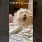 うちのワンコの寝癖が酷すぎるw    #shorts #犬 #かわいい #寝癖 #おもしろ #面白い