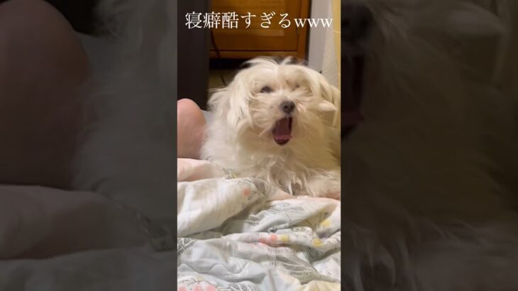 うちのワンコの寝癖が酷すぎるw    #shorts #犬 #かわいい #寝癖 #おもしろ #面白い