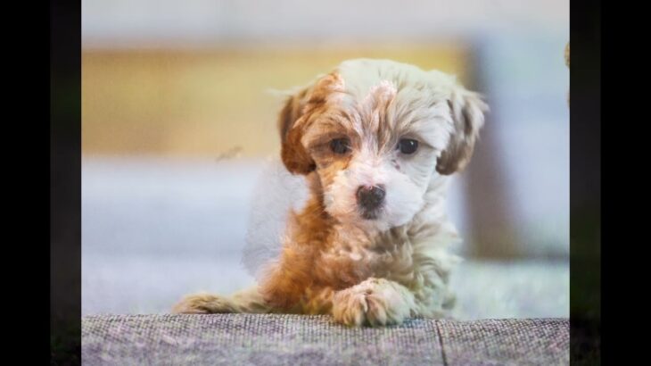 小型犬と子犬のかわいい写真と音楽で1時間癒される