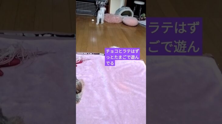 【可愛い犬動画】たまごオモチャでずっと遊ぶ犬たち　#ミックス犬#マルポメ#マルポメのラテ#ヨープー#ヨープーのチョコ#たのしい#たまご#おもちゃ#100均#日常