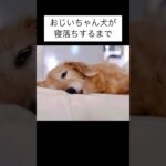 おじい犬が寝落ちするまでの癒し動画#犬のいる生活 #雑種犬 #15歳 #シニア犬