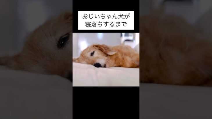 おじい犬が寝落ちするまでの癒し動画#犬のいる生活 #雑種犬 #15歳 #シニア犬