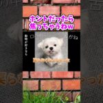 【動物おもしろ】爆笑動物アフレコ🤣あり得ないことをする犬、猫・おもしろ犬、猫・ハプニング集20-9　#shorts #ストレス発散 #おもしろネタ #ネコ #funny