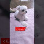 【可愛い犬動画】話かけてると反応するラテ　#ミックス犬#マルポメ#マルポメのラテ#2歳#maltese #dog #귀여운 #mixdog