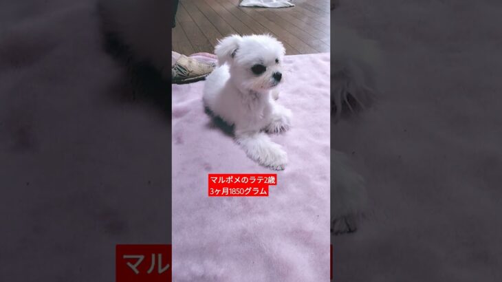 【可愛い犬動画】話かけてると反応するラテ　#ミックス犬#マルポメ#マルポメのラテ#2歳#maltese #dog #귀여운 #mixdog