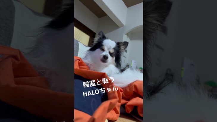 睡魔に負けちゃうHALOちゃん#ポメチワ#チワラニアン#犬#かわいい#癒し