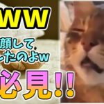 【動物おもしろ】猫・犬・動物の爆笑アフレコ！ハプニングだらけの犬、猫がおもしろすぎた集 Vol.５５