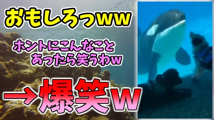 【動物おもしろ】猫・犬・動物の爆笑アフレコ！ハプニングだらけの犬、猫がおもしろすぎた集 Vol.６０