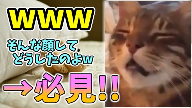 【動物おもしろ】猫・犬・動物の爆笑アフレコ！ハプニングだらけの犬、猫がおもしろすぎた集 Vol.５５