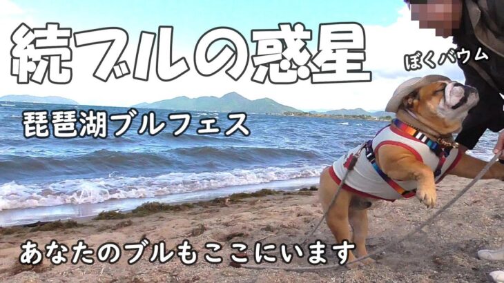 かわいい犬、ブルドッグのオフ会　bulldogが琵琶湖に大集合。続ブルの惑星に行ったのはぼくバウム、ブルドッグのバウム！BaumtheBulldog