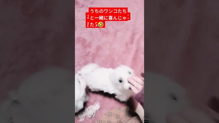 【可愛い犬動画】くぅちゃんごはんの時間に大喜び🤣でもお家帰ってからだって😨　#ミックス犬#チワプー#くぅちゃん#喜ぶ#可愛い犬#cute #大騒ぎ#日常#puppy