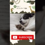 犬 癒し 可愛い犬の動画 #可愛い犬 #dog #癒され #cutedogs #癒される #pet #犬好き #puppy #subscribe #shorts #short